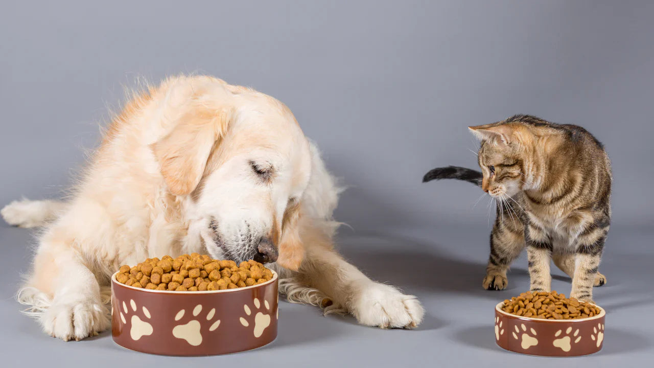 Pet Food / Pet Treat