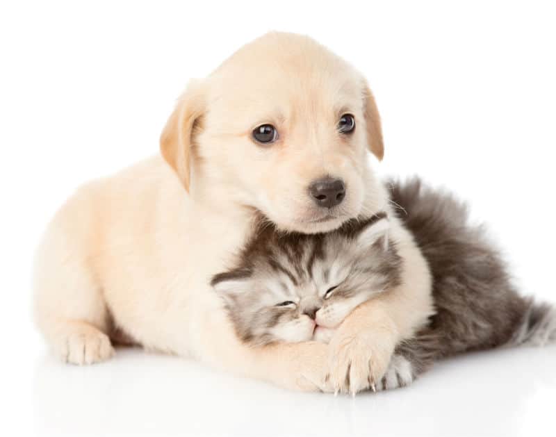 Puppies e Kittens