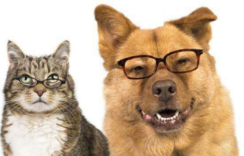 Senior Pets